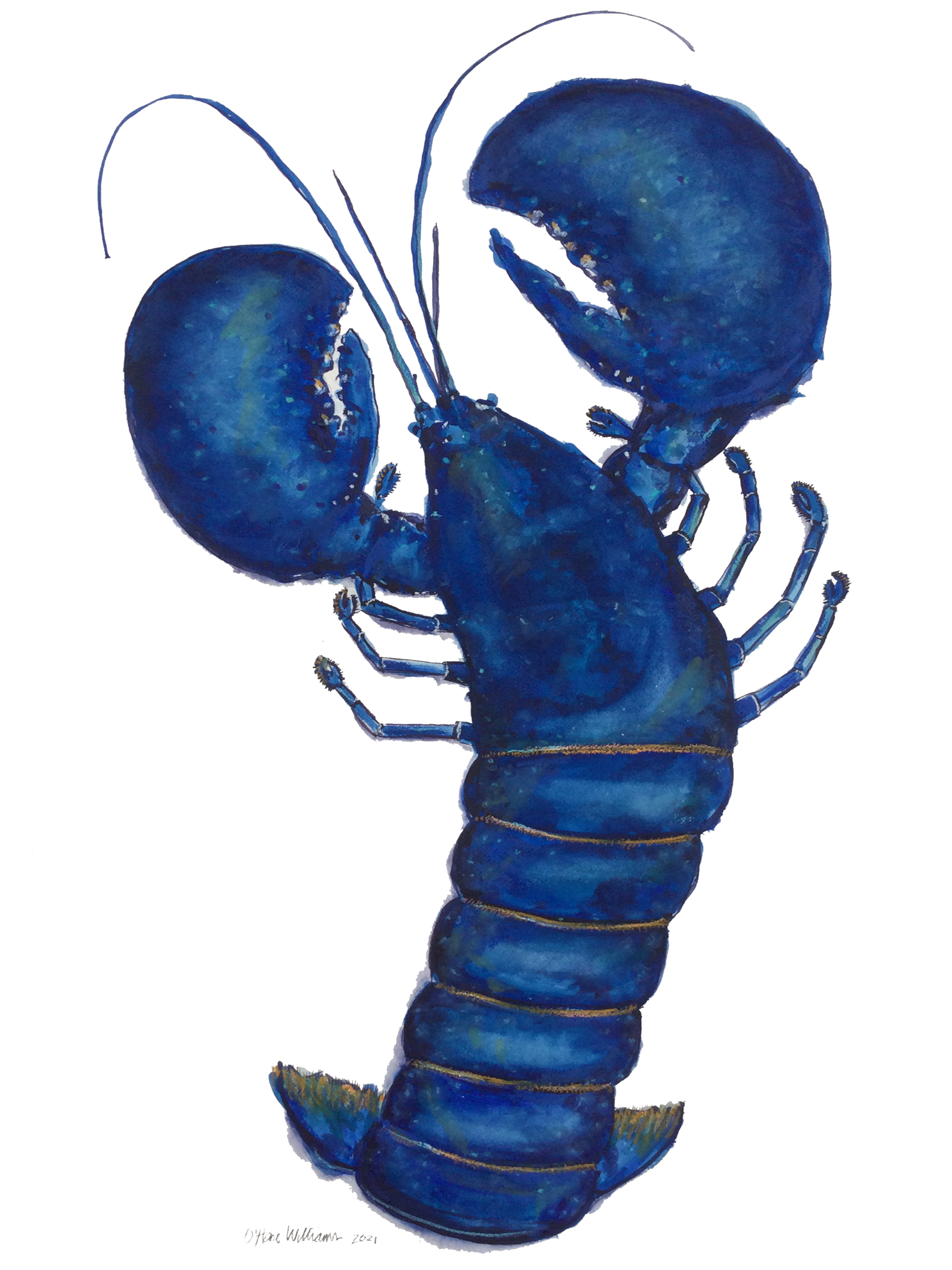 "blue Lobster" print: image size 12"x24", $175.00